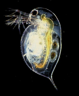 Zooplankton Rapidly Evolve Tolerance to Road Salt – Every Day Matters