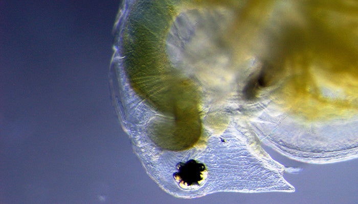 Bio Clock Insect Can Environmental Toxins Disrupt the Biological “Clock”? – Every Day ...