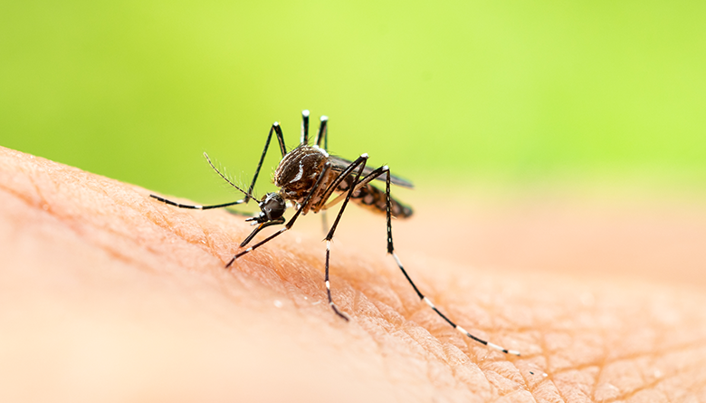 Close-up of mosquito biting human skin