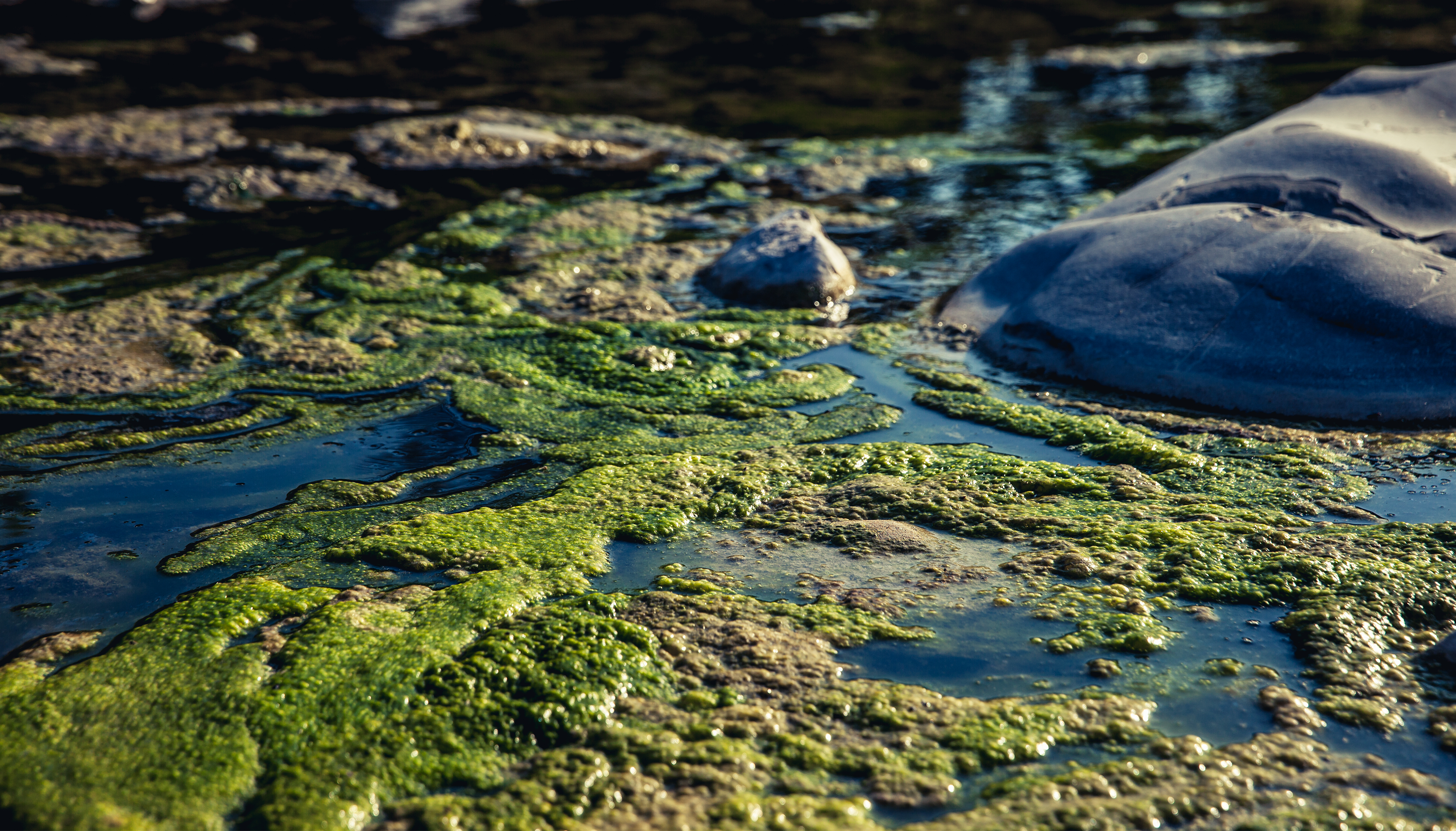 Algae blooms in polluted water